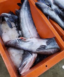 Boal Fish