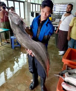 Boal Fish