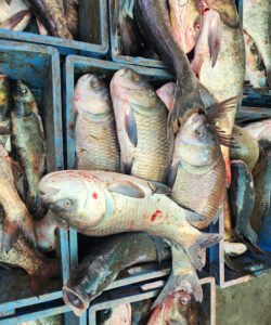 Fish