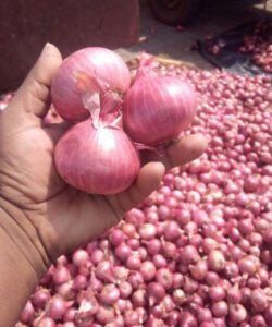 Onion
